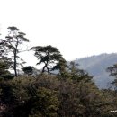 소나무풍경 이미지