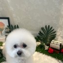 대명동 강아지 이미지