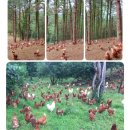 오탄농장 이미지