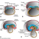 뇌공부 2 - 신경관의 형성 이미지