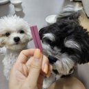 별덴탈 | 포켄스덴탈껌 덴탈스틱후레시작은별 내돈내산후기