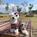 라라지니 이미지