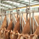 (주) 농협사료 경북지사 이미지