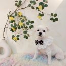아로마 멍# 이미지