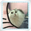 아이조아요양보호소 안양점 | 안양고양이보호소 아이조아보호소 다녀온 뒤 보는 기준이 달라졌어요