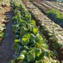 김장일농장 이미지