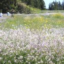 동광리-19 이미지