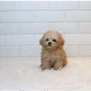 애견용품 창고형 할인매장 이미지