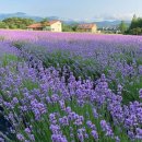 6월은 라벤더의 달!!&#34;... 2024 전국 라벤더 축제 일정 총정리 BEST 5 이미지