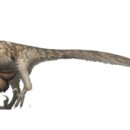 데이노니쿠스 이미지