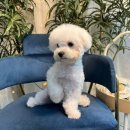 뚜뚜보떼 펫살롱 이미지