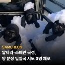 엠지스토리 | 소한테 머리털 뜯긴 썰 푼다 | 마이애니멀스토리 in 평강랜드 테디베어소 실물 후기