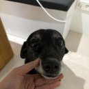 혼자두면 장판뜯어서 차린 개카페 | 혼자두면장판뜯어서차린 개카페 - 애견유치원 후기(중대형견)