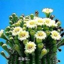 돈보따리 이미지