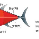 참치21 이미지