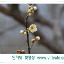 봄의기운 이미지