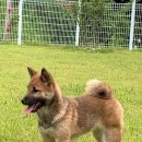 시바견 전문 가도켄넬 이미지