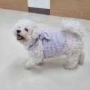아르멍미르멍 이미지