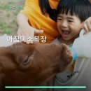 기호목장 | 아침미소목장