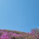 진분홍빛 꽃물결의 진달래군락지!!! 전남여수 영취산(진례봉) 산행후기 !! 이미지