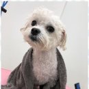 강아지 미용실 이미지