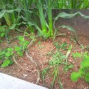 효수농장 이미지