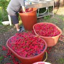 영암흑염소 이미지