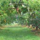 일봉농장 이미지