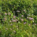 횡성(강릉) 이미지