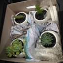 단지 | [데이트] 기장 미래화훼단지 후기