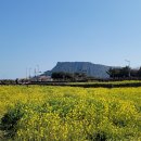 유채꽃향기처럼 이미지