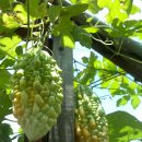 여주-0115 이미지