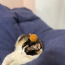 스시호기