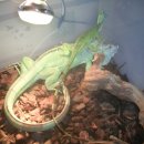 이구아나 이미지