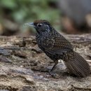 Wedge-billed Wren Babbler 이미지