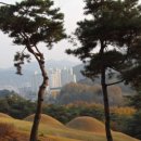 참나무 숲길 이미지