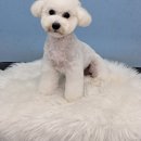 남양주 애견샵 이미지