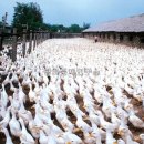 용연농장 이미지