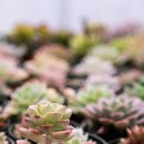 한숲농장 이미지