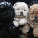 귀여운강아지 이미지