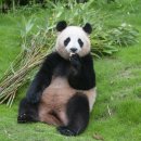 판다 이미지