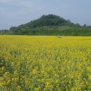 유채꽃향기처럼 이미지