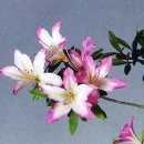 무지지천 이미지