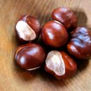 마로니에 이미지