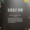 보림에 대한 회상 | [보림] 아트사이언스 <별이 빛나는 밤에> 신비로움으로 가득한 밤에 대한 그림책