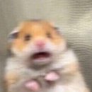 디저트39 철원DMZ점 이미지