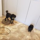 까르르멍멍 이미지