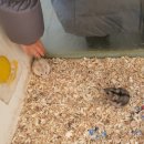 강릉 쌍둥이 동물농장 이미지