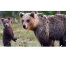 Brown bear and cub, Finland (불곰과 새끼 불곰(핀란드)) 이미지