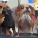 도그노리터 이미지